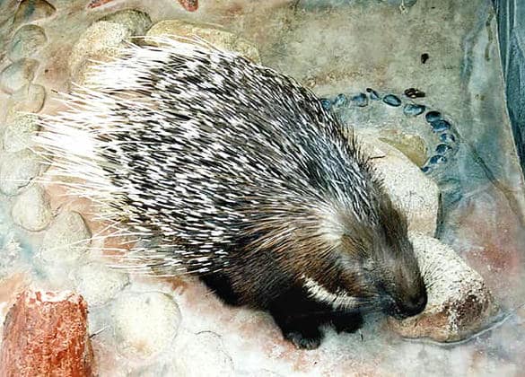 動物図鑑・アフリカタテガミヤマアラシ